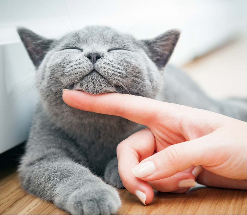 Guía Básica de Cuidado de Gatos 🐾 Todo lo que necesitas saber para mantener feliz a tu felino
