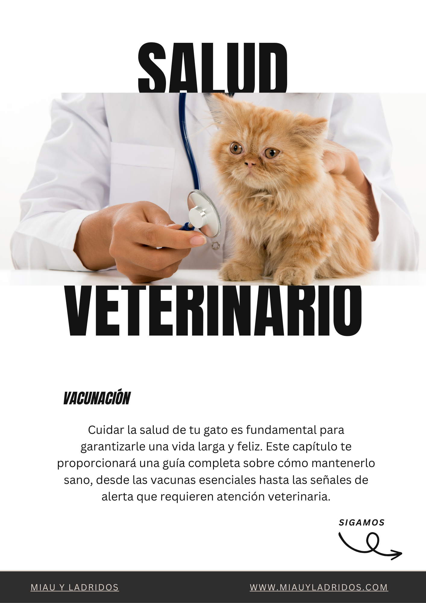 Guía Básica de Cuidado de Gatos 🐾 Todo lo que necesitas saber para mantener feliz a tu felino