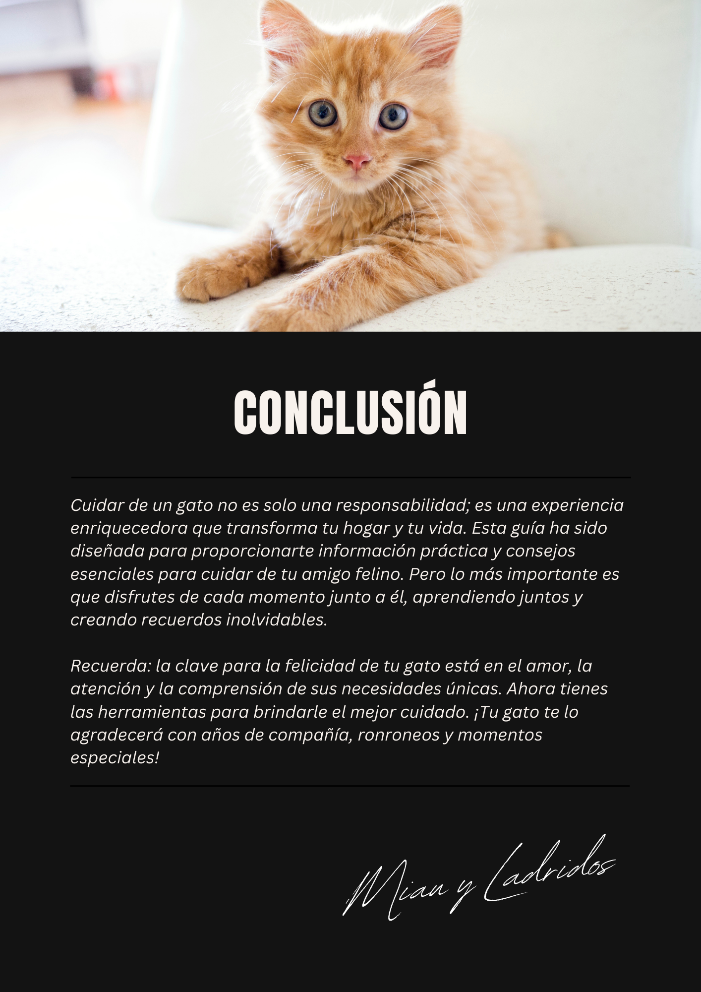 Guía Básica de Cuidado de Gatos 🐾 Todo lo que necesitas saber para mantener feliz a tu felino